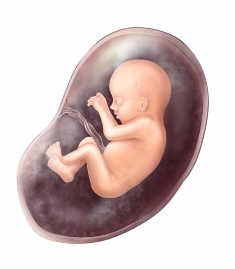 Possible positions of a developing baby in the womb include it is safe for a fetus to be in any of the above breech positions while they are in the womb. When Does A Baby Grow Hair In The Womb - Hair Trends 2020 ...