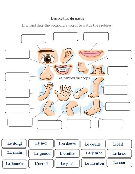 Les Parties Du Corps Humain Interactive Worksheet Live Worksheets