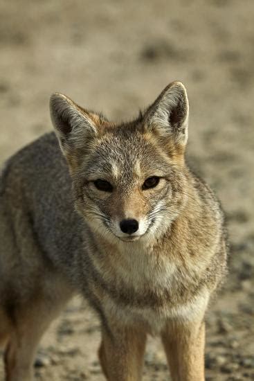 South American Gray Fox Lycalopex Griseus Patagonia Argentina