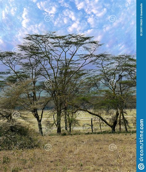 Acacias Trees Stock Photo Image Of Wildlife Summer 209119620