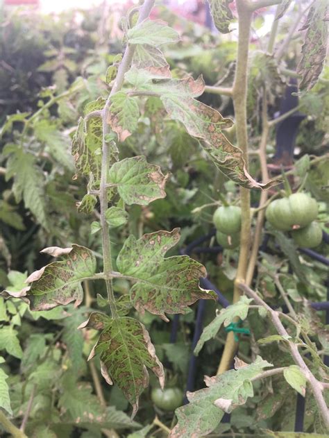 Tomato Leaves Turning Brown In The Ask A Question Forum