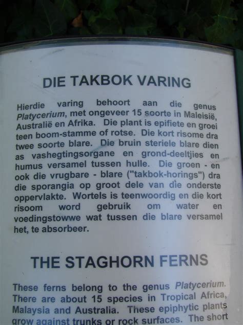 Hertshoorn Of Takbok Varing Rob Le Pair