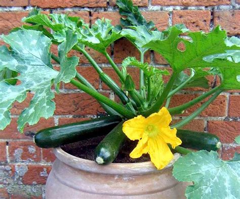 Zucchini Plant In Pot
