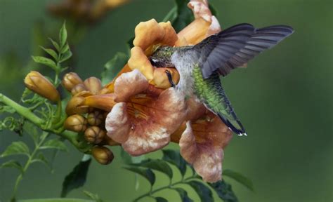 Hummingbird Vines Best Vine Plants To Attract Hummingbirds