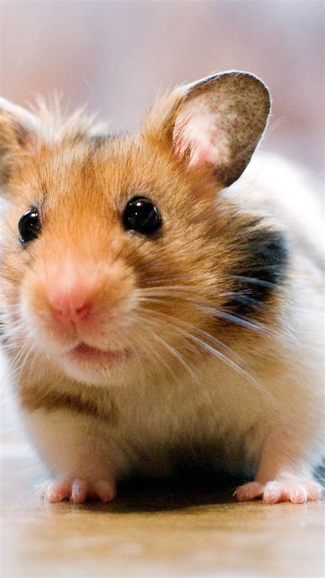 Cute Hamster Wallpaper Wallpapers With Hd Resolution