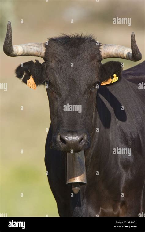 Bull Cattle Horns Hi Res Stock Photography And Images Alamy