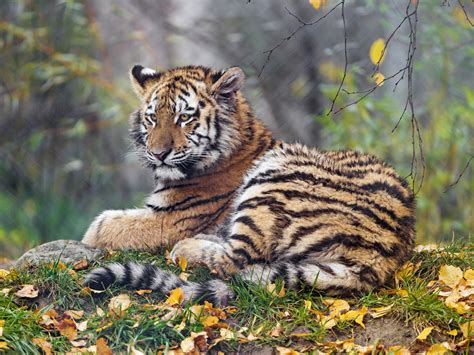 Young Tigress Wallpaper 4k Autumn Leaves Green Grass Wild Animal
