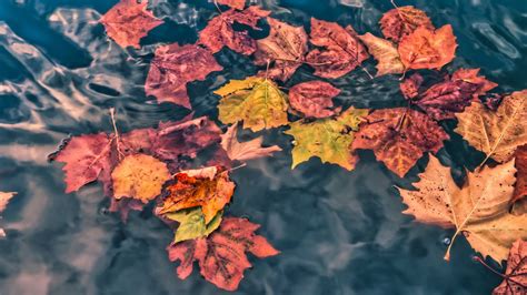 Download Wallpaper 1366x768 Fallen Leaves Leaves Water Macro Autumn