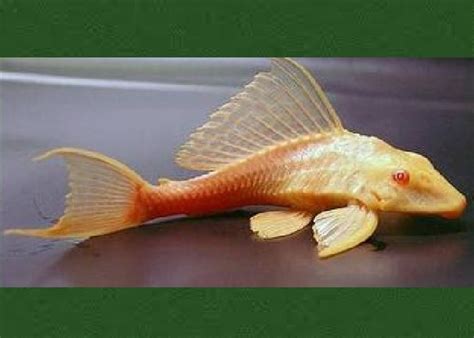 Albino High Fin Red Eye Catfish Pterygoplichthys Gibbiceps 1 Fish 2