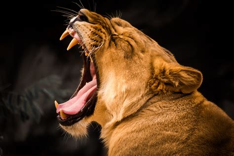 99 roaring lion hd wallpapers. Lion Roaring 5k, HD Animals, 4k Wallpapers, Images ...