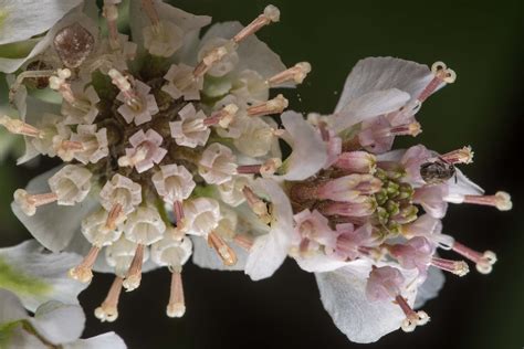 Slideshow 2482 28 Flower Head Of Woolly White Hymenopappusnational