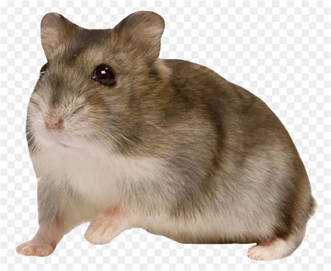 Hamster Png 10 Free Cliparts Download Images On Clipground 2023