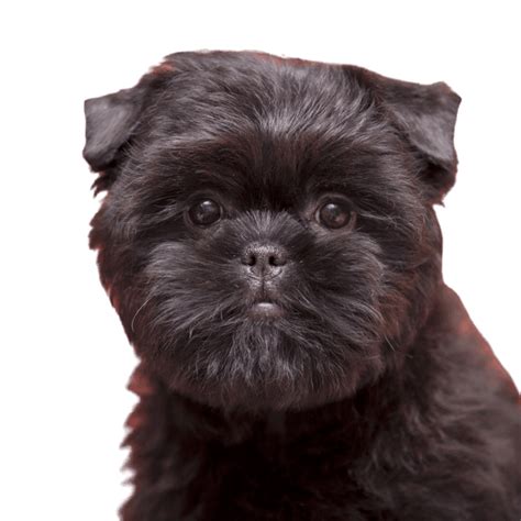 Affenpinscher Character And Ownership Dog Breed Pictures Dogbible