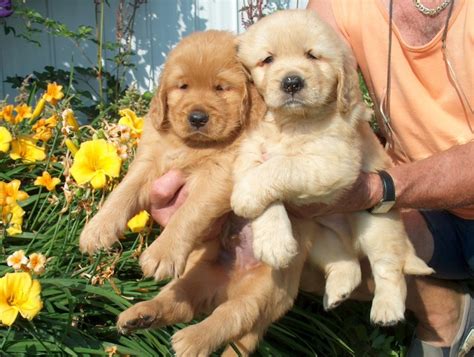 2,049 likes · 4 talking about this. Domaine Beau Rêve: Golden Retriever Breeder | Eleveurs.ca