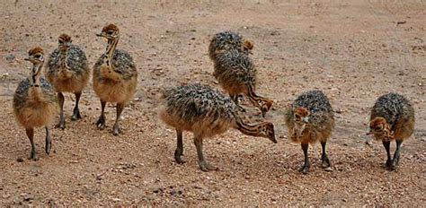 Ostriches Babies On The Loose Wildmoz Magazine