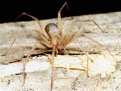 Brown And Chilean Recluse Spider In The Top 10 List Of Most Dangerous