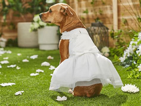 31 Cute Dog Wedding Outfits For Your Best Pal Uk Vlrengbr