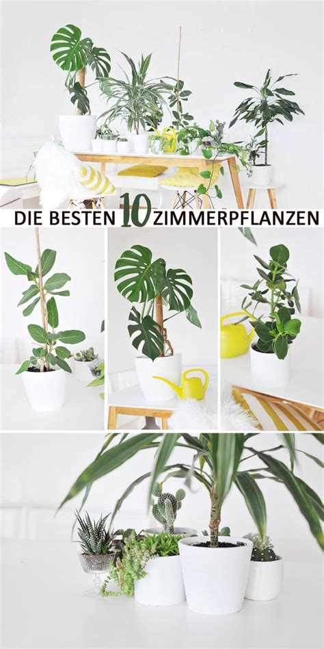 Die optimale temperatur liegt bei ca. Die besten Zimmerpflanzen für die Wohnung - #besten #die ...