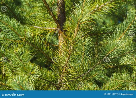 Branches Of Pine Closeup Stock Photo Image Of Space 100112172