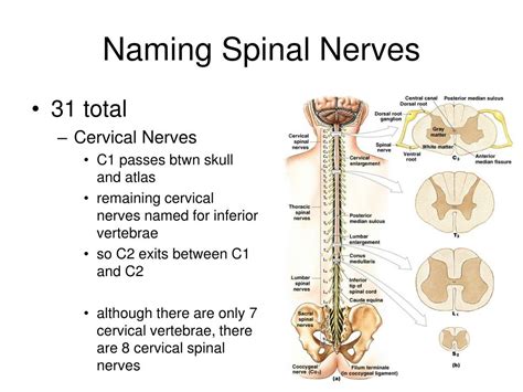 Ppt The Spinal Cord Nerves And Reflexes Powerpoint Presentation