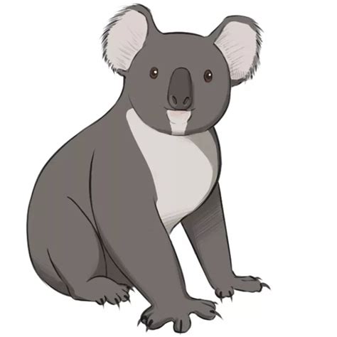 How To Draw A Koala Easy Drawing Art