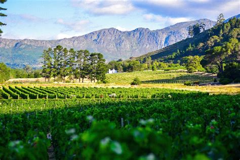 South Africas Route 62 Exploring The Worlds Longest Wine Route