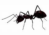 Ant Control Brisbane Images