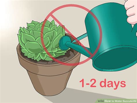 This, consequently, goes without saying that irrigation is more frequent during its production check out how to successfully grow indoor succulents for more. How to Water Succulents: 8 Steps (with Pictures) - wikiHow
