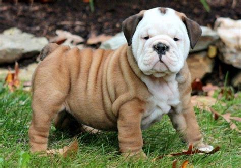 English Bulldog Puppies For Sale Puppy Adoption Keystone Puppies