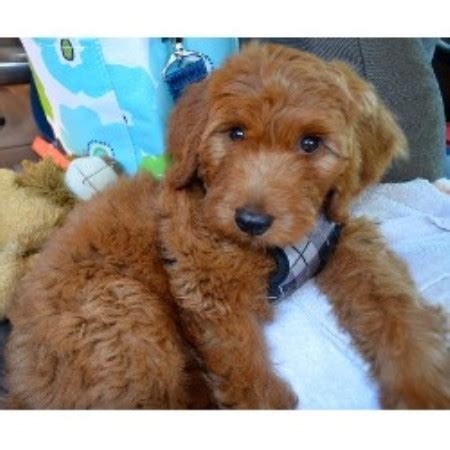 A good breeder will not only help match the perfect puppy for your family, they will also adhere to ethical and responsible canine care. Miller's Gorgeous Goldendoodles, Goldendoodle Breeder in ...