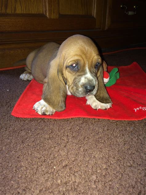This beautiful basset hound puppy is family raised with lots of tlc and are well socialized with our 5 children. Basset Hound Puppies For Sale | Springfield, OH #173381
