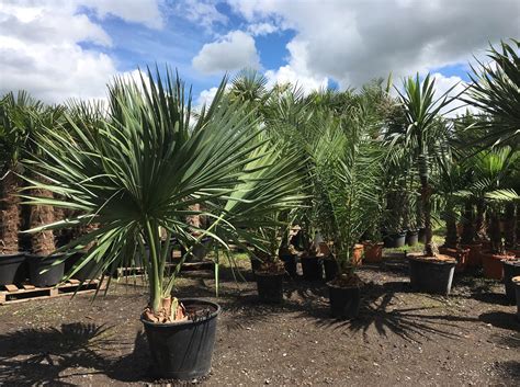 Sabal Minor Dwarf Palmetto Free Uk Delivery Thepalmtreecompany