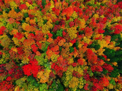 Oc Fall Foliage Colors In Peacham Vermont 4000x3000