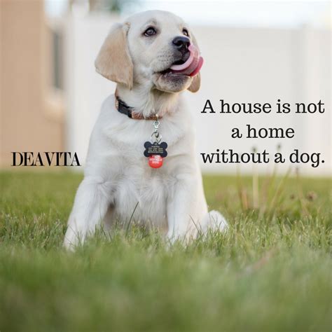 60 Adorable Dog Quotes And Sayings With Lovely Images