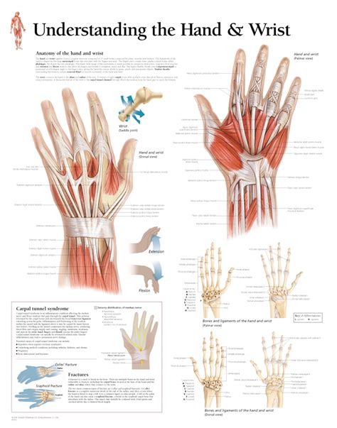 Wrist Ligaments Anatomy Anatomical Charts Posters My Xxx Hot Girl