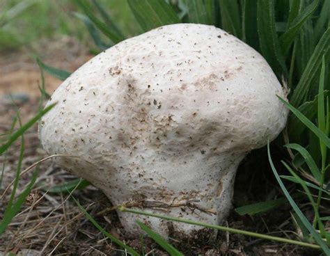 Edible Mushrooms Missouri Fall All Mushroom Info