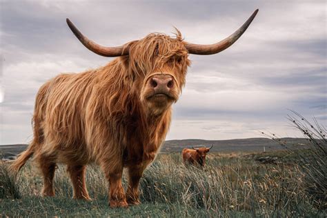 Scottish Highland Cows Adorable Fluffy Long Haired Cow Facts