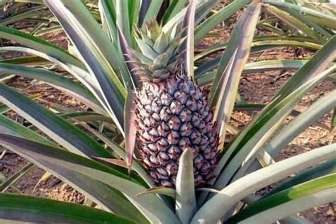 How To Grow Pineapples In A Cool Climate Urban Garden Gal