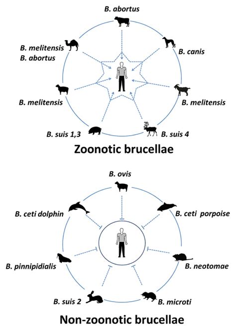 Zoonotic And Non Zoonotic Brucella Species The Most Virulent Species