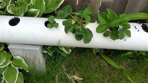 Pvc Pipe Strawberry Planter Youtube