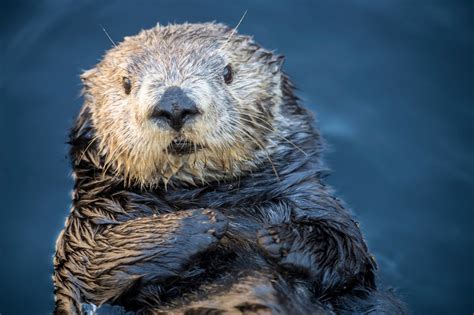 Whats Killing Californias Sea Otters House Cats The New York Times