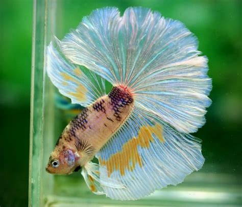 8 Pastel Betta Fish Lookin Their Sunday Best For Easter Featured