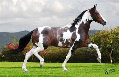 horse breeds  horses  pinterest
