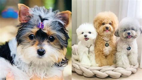 12 Hypoallergenic Dogs Dont Shed Puppies Club
