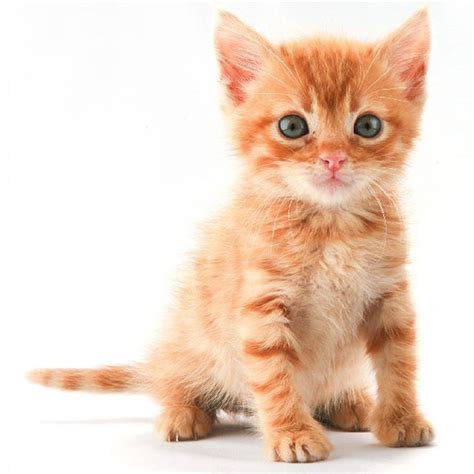 Blue Eyes Baby Orange Tabby Cat