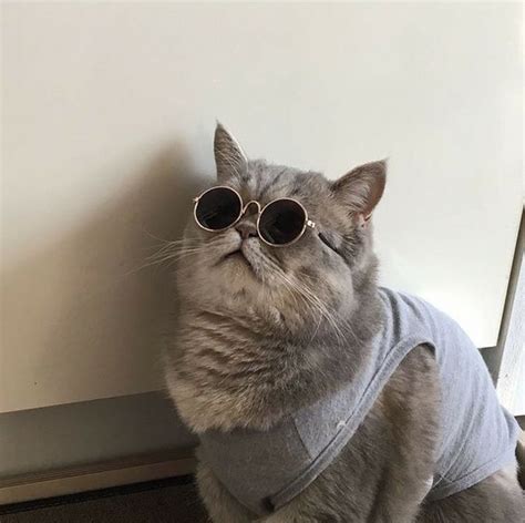 Stylish Cats In Glasses Are New Internet Tendency Pics And Funny Video