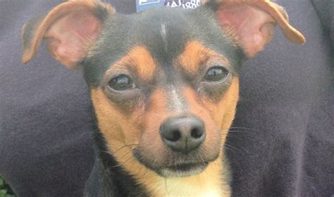Denzil 1 Year Old Male Miniature Pinscher Cross Dog For Adoption