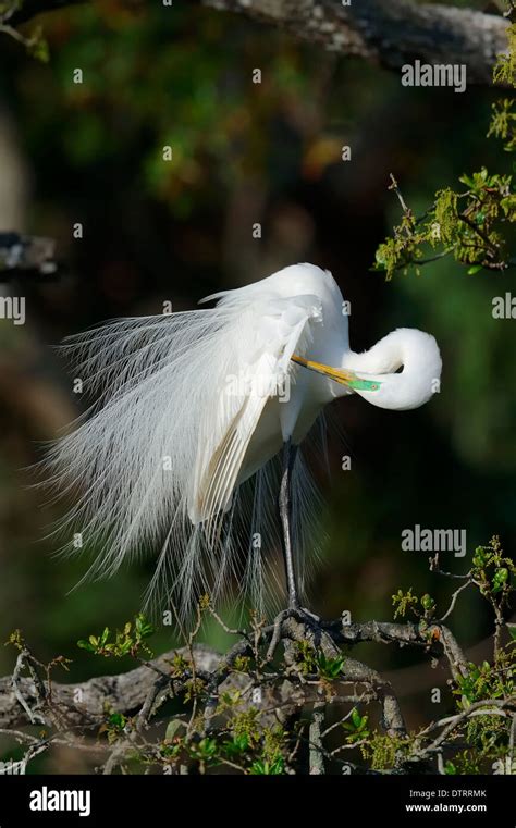 Great White Egret Florida Usa Casmerodius Albus Egretta Alba