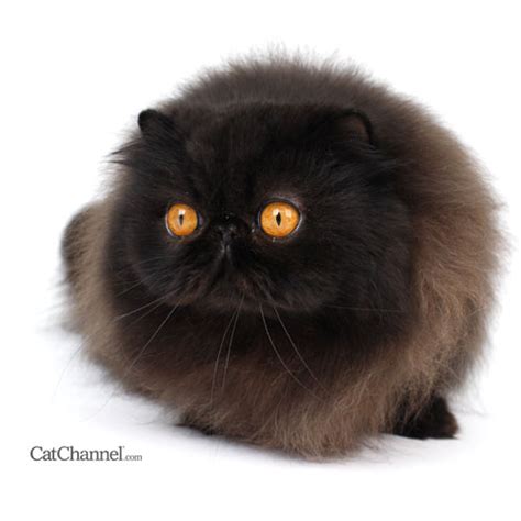 30 Very Beautiful Black Persian Cat Images And Pictures