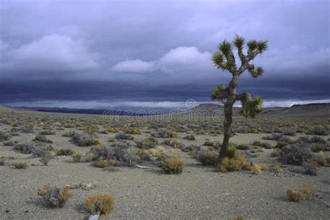Lone Joshua Tree In Mojave Desert Stock Image Image Of Empty Owens